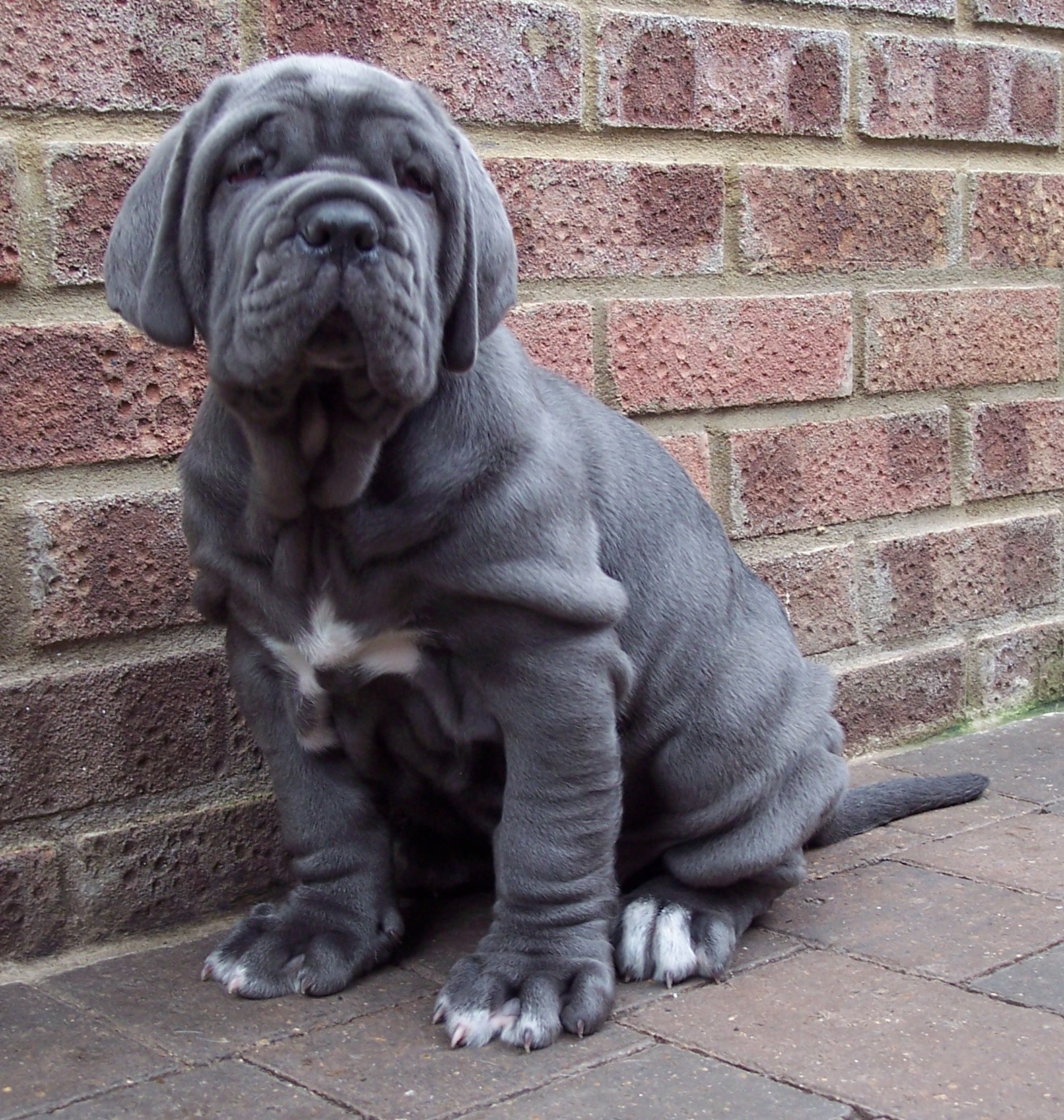 Copy of pups LUNA X VELENO 06 06 2007 011