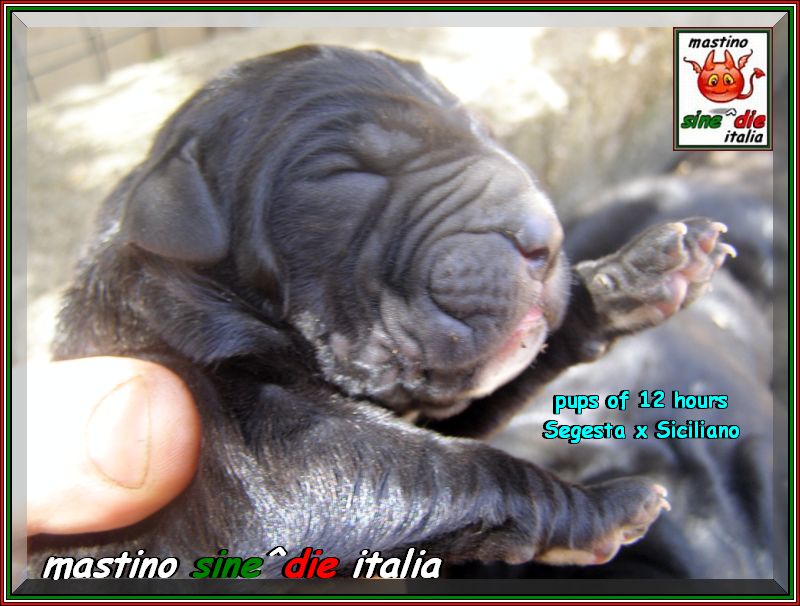 cuccioli Segesta x Siciliano 26 Agosto 2007
