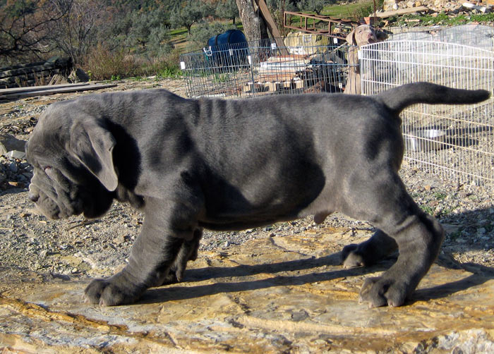 toscano1