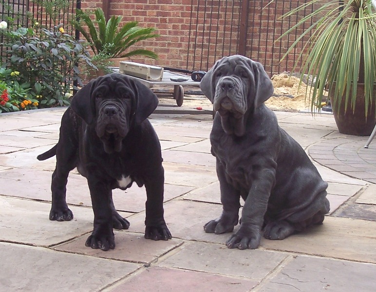 Copy of Hartu and Circe pups 3 months old