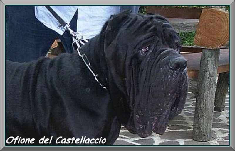 Ofione del castellaccio ,,,, son of sine^die Sicano 800 pixel