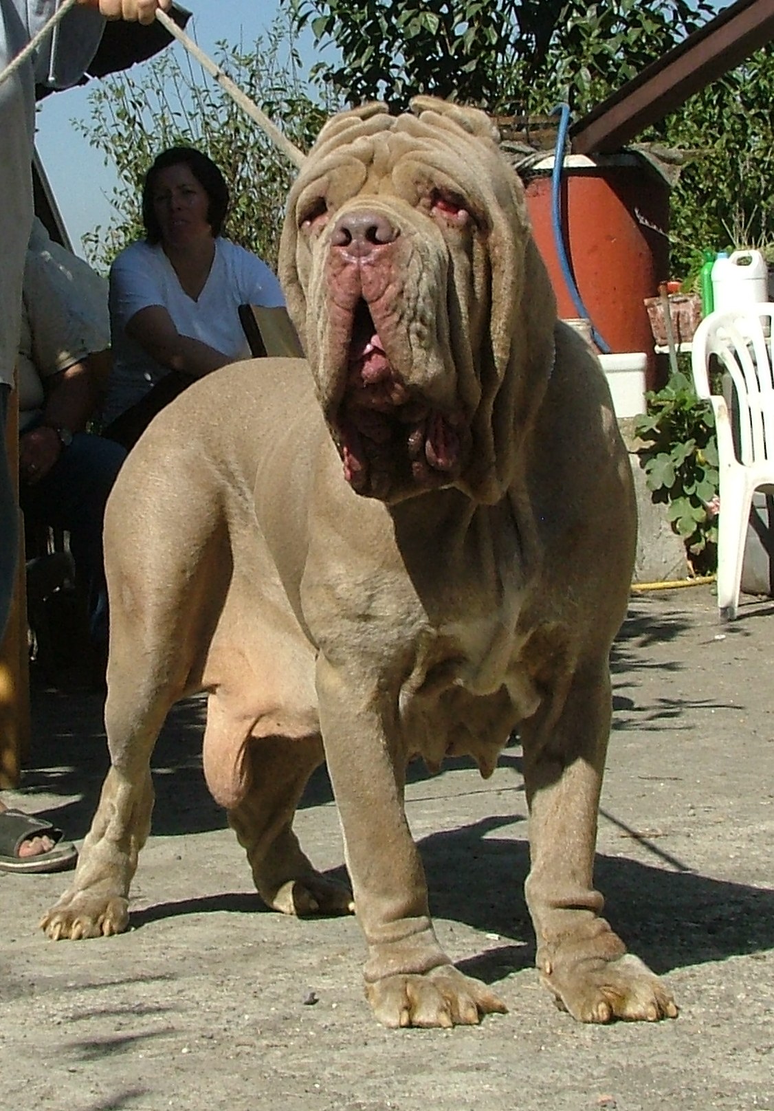 NENNELLA
