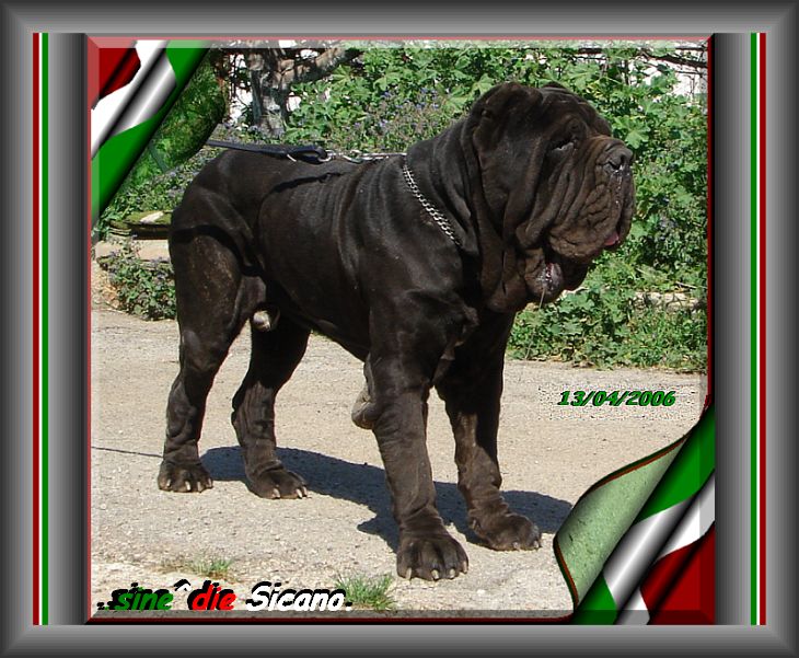 sine^die SICANO breeder & owner Giuseppe La Parola Italy 730 mod.
