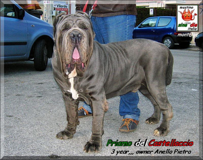 Priamo del Castellaccio,,, owner Anello Pietro,,, mont@ge mastino sine^die italia,,,