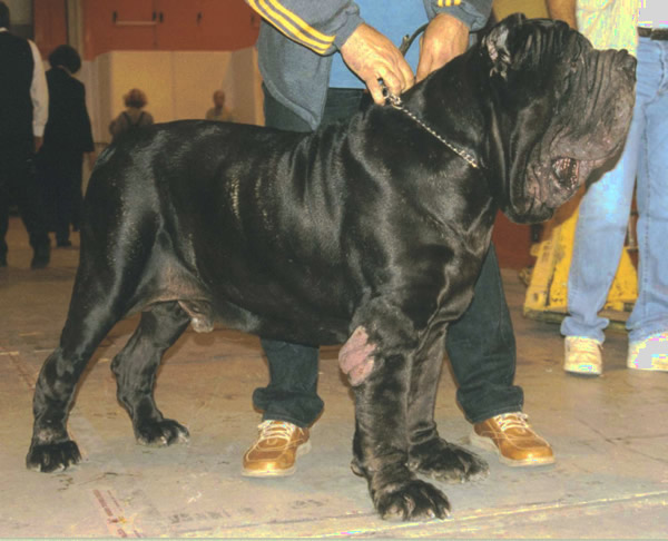 brigantedelcastellaccio