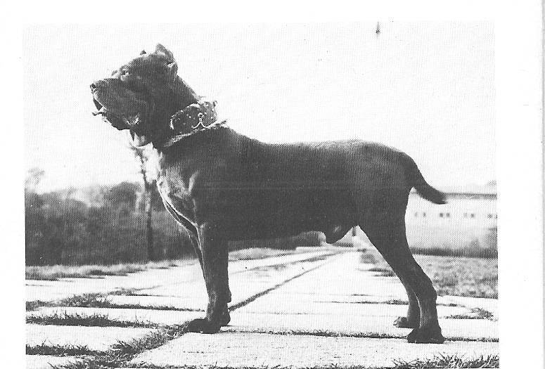 mastino002