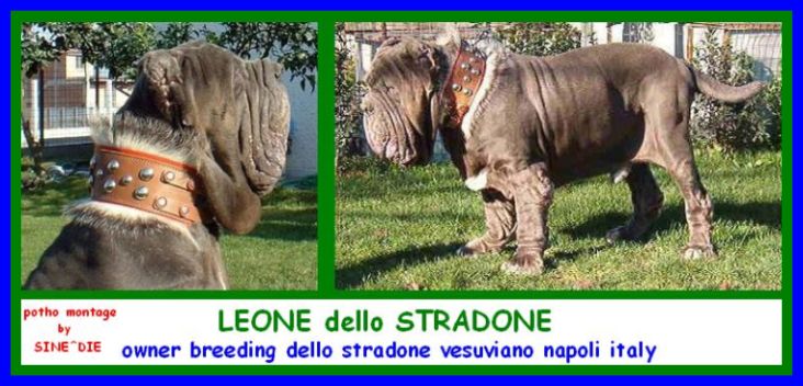 LEONE dello STRADONE xx