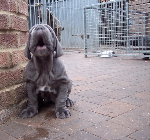 pups LUNA X VELENO 06 06 2007 022