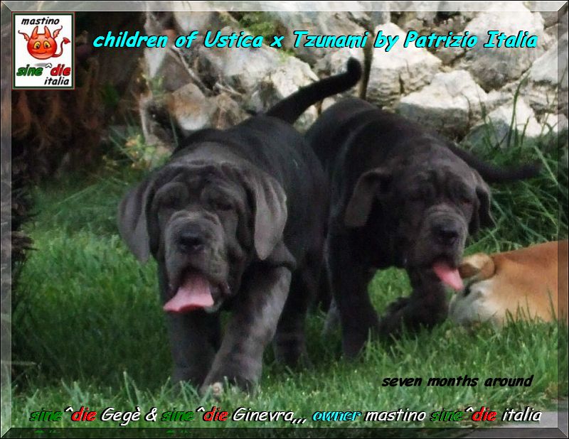 cuccioli sine^die Gege & Ginevra figli di Ustica x tzunami,,,