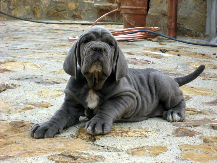 goliathpuppy1