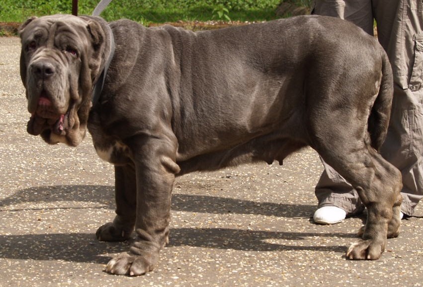 dogs 20 5 2007 133