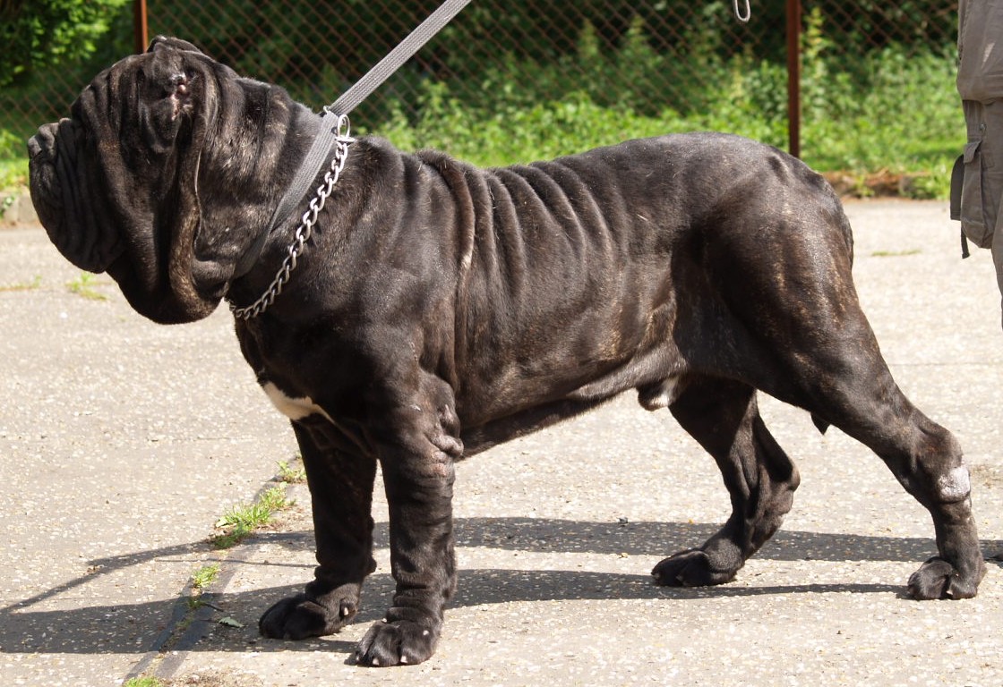 dogs 20 5 2007 076