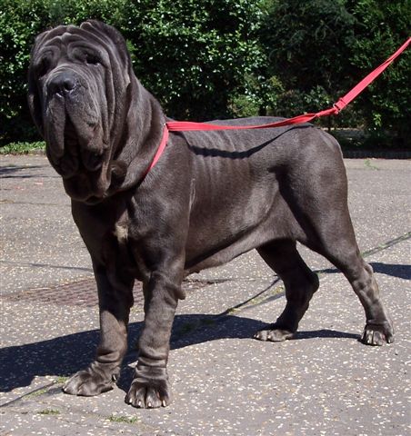dogs 02 07 2006.a 028