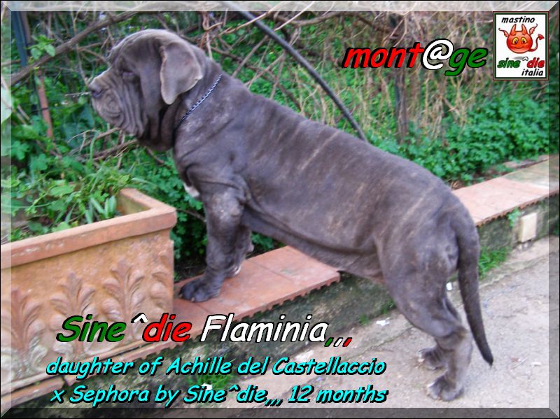 sine^die Flaminia daughter of Sephora x Achille del Castellaccio,,, 12 months