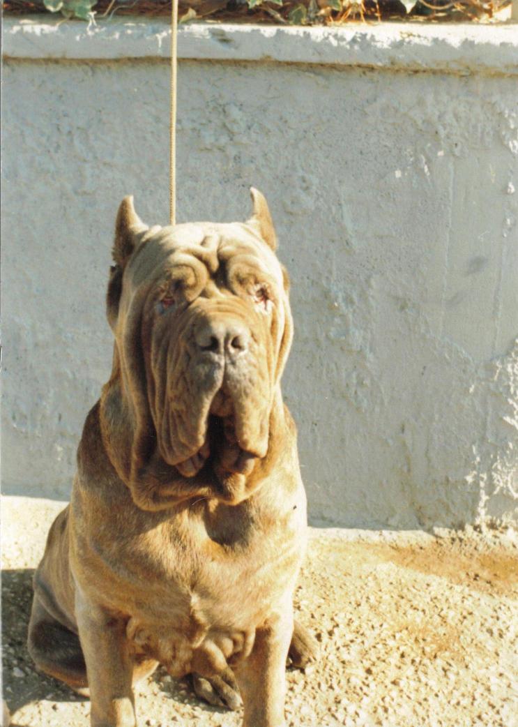 Hatrim della grotta azzurra - 20 mesi