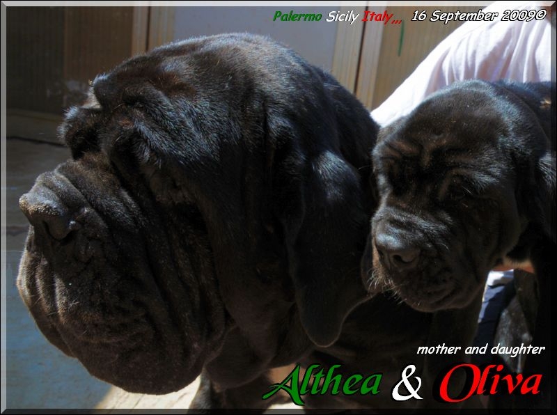 Oliva Sine^die with Althea