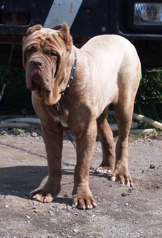 Patrizio Ardolino 12 months old