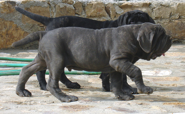 puppies2
