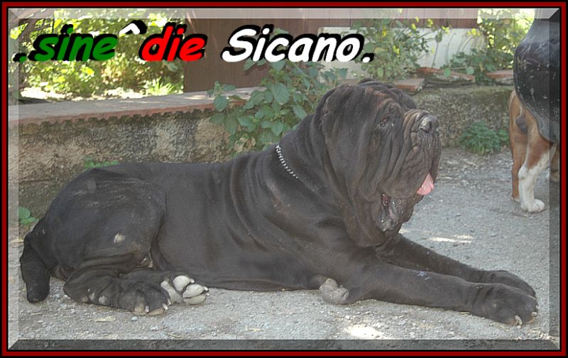 sine^die Sicano 4 years 800 pixel