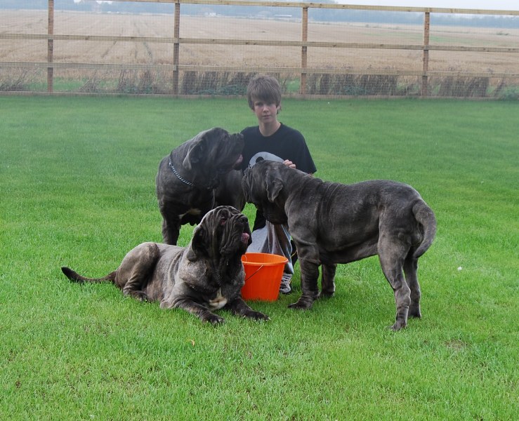Copy of dogs 31 08 2008 016