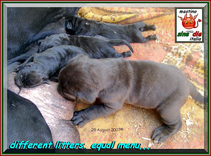 cuccioli Segesta x Siciliano 26 Agosto 2007,,,,0o0
