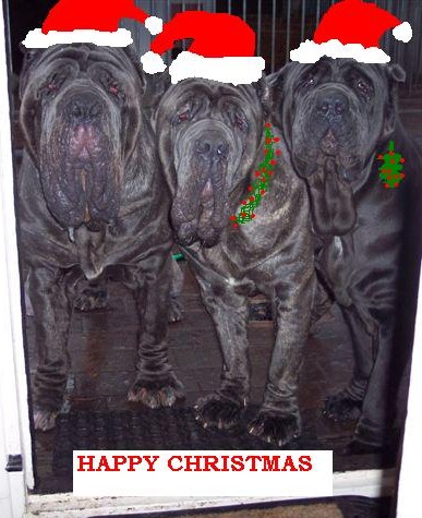 Happy Christmas from Rayvonley Mastini