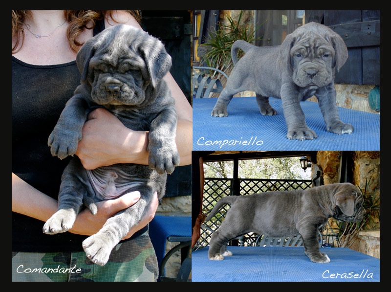 puppy-montage2