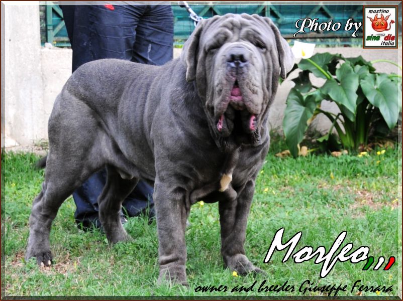 Morfeo by Giuseppe Ferrara Italy,