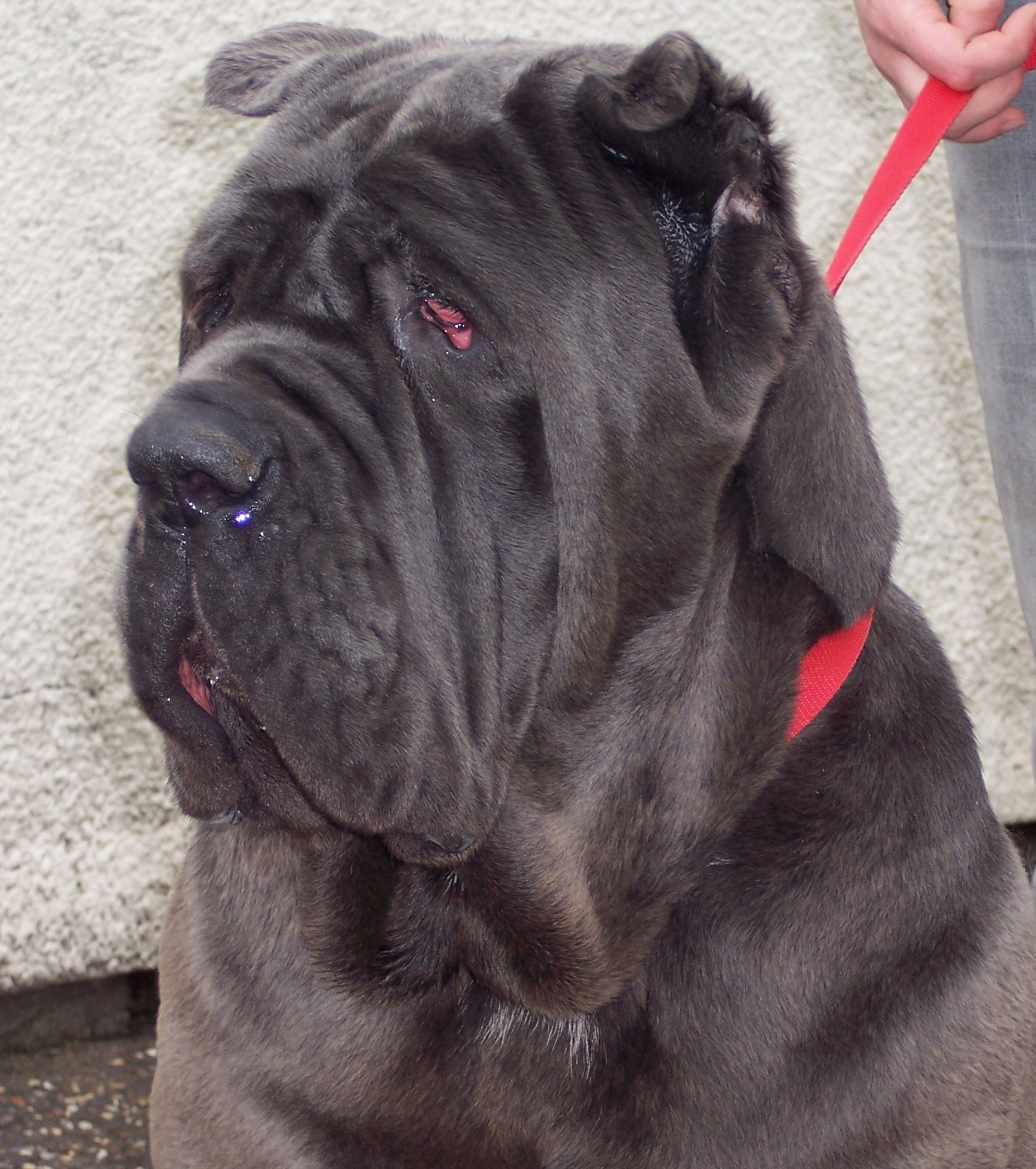Luna, Nina, Bella, Veleno, Carina, Julis 051