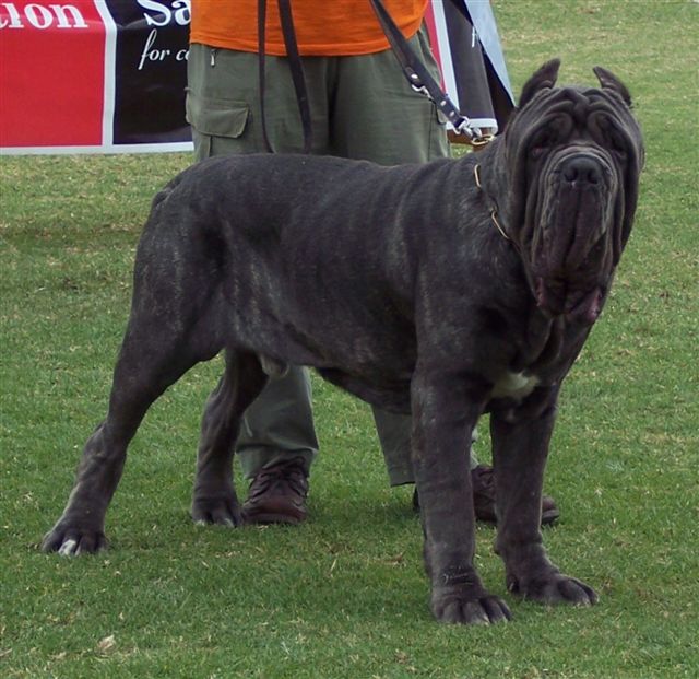Collosio at ATIMANA 2006