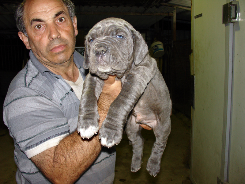 puppy4