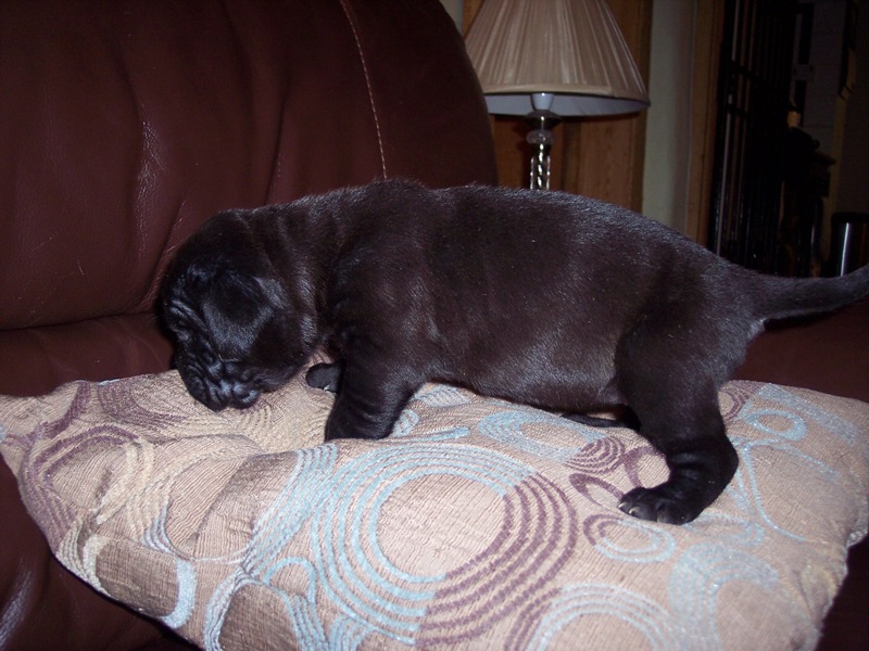 Hartu and Circe pups 02 07 2008 023