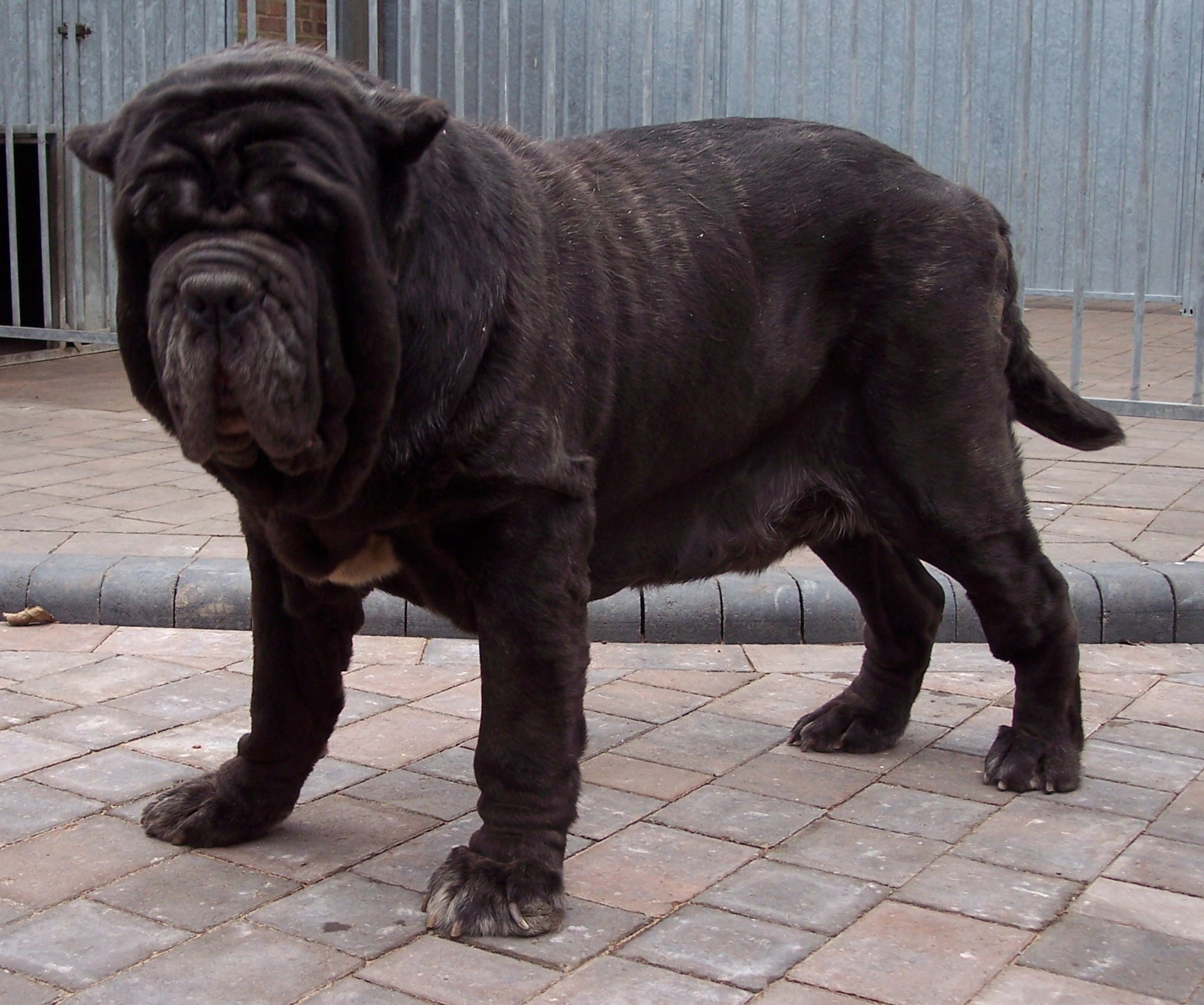 Unica Del Bengasche of Rayvonley.9.jpg