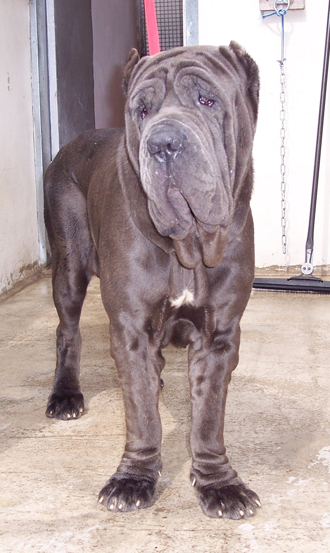 28 05 2006, Dona Chi quarantine 005