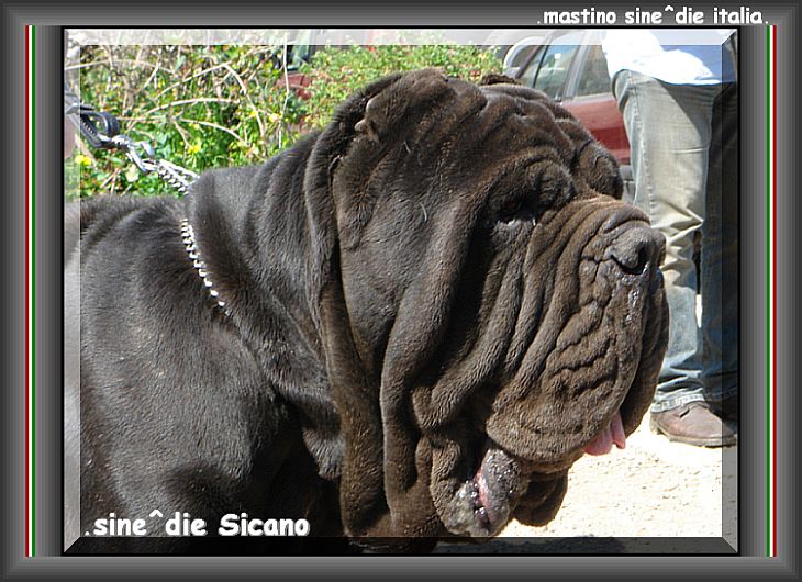 sine^die Sicano 730 .... 14 04 2006