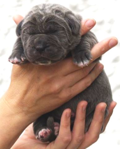 Lunas pups  27 04 2007 018
