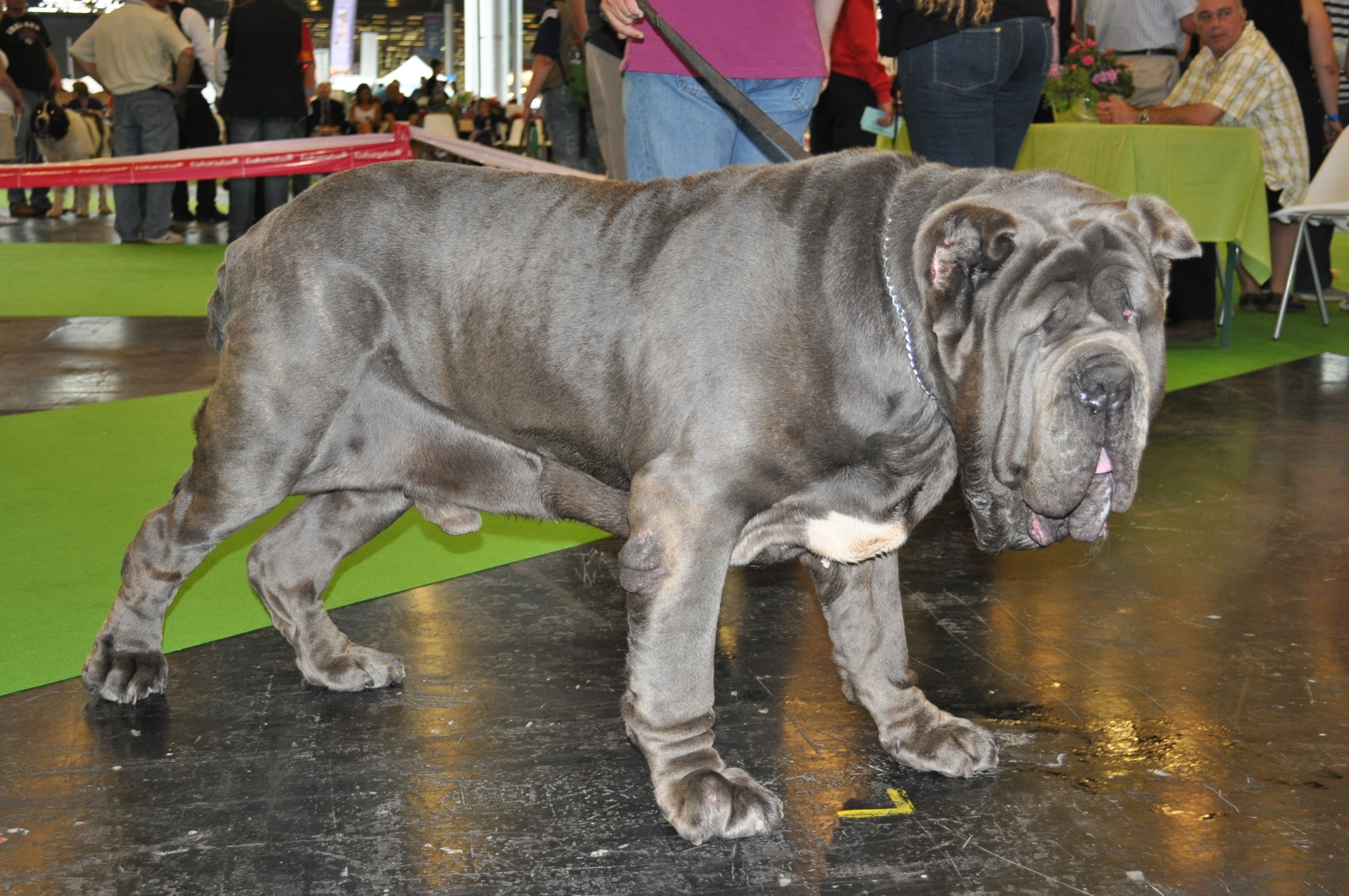 world dog show 2011 036