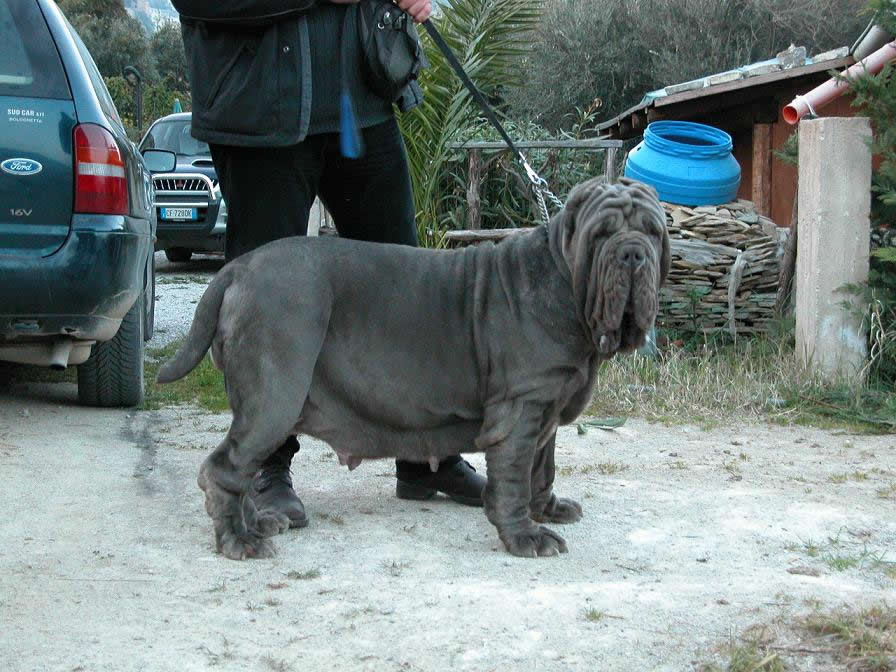 perla dello stradone3