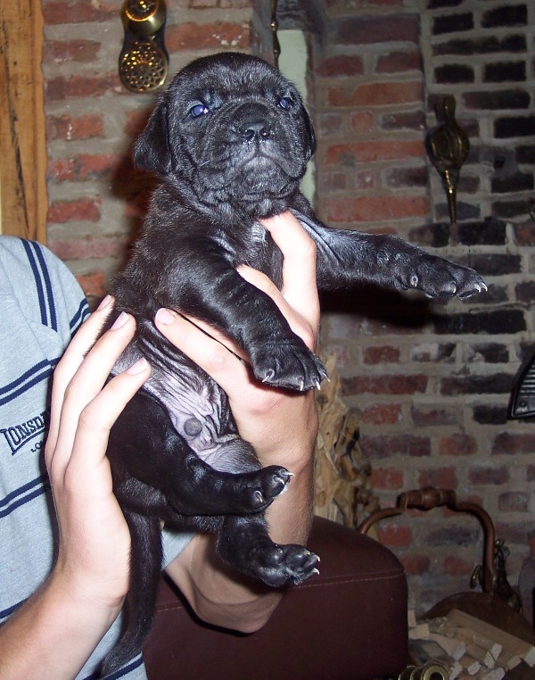 Rayvonley Rocco Black male from Hartu and Circe