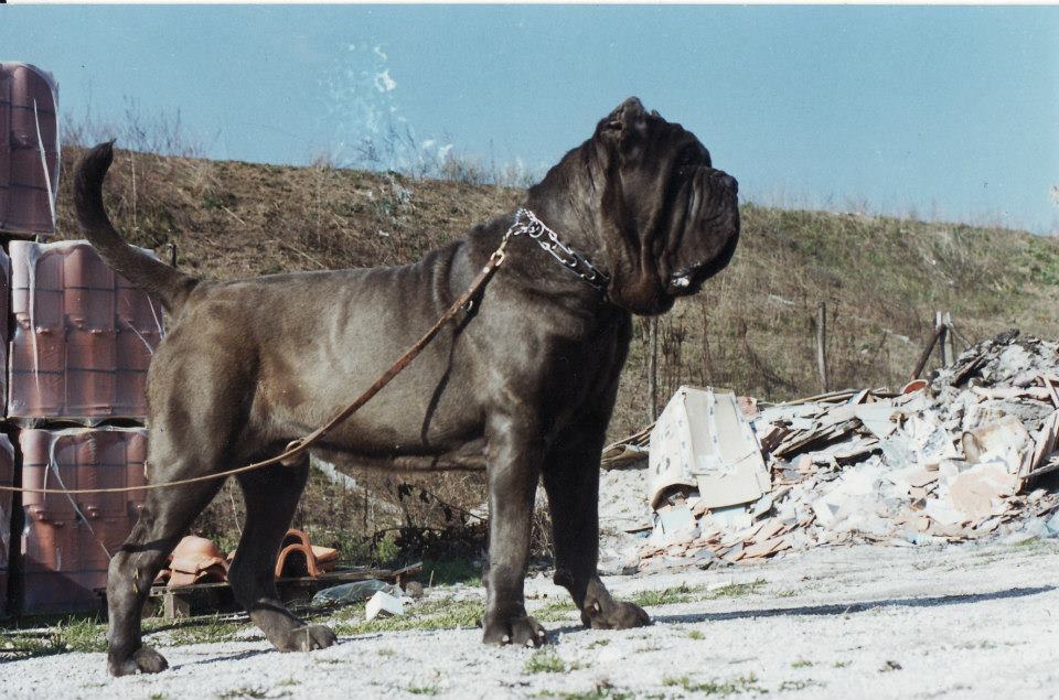 Gennarino