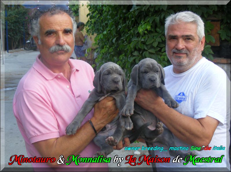 Minotauro & Monnalisa de La Maison de Maestral,,, owner breeding mastino Sine^die italia