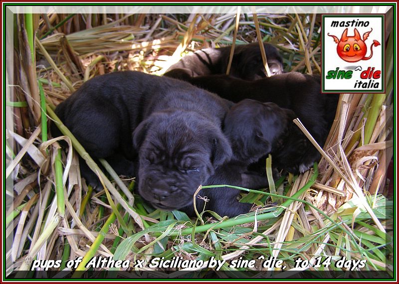 cuccioli Althea x Siciliano,,, 18 Augstu 2007,,, oxx