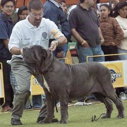 JAT Marzio 1 open male
