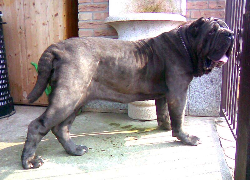 pacchiana