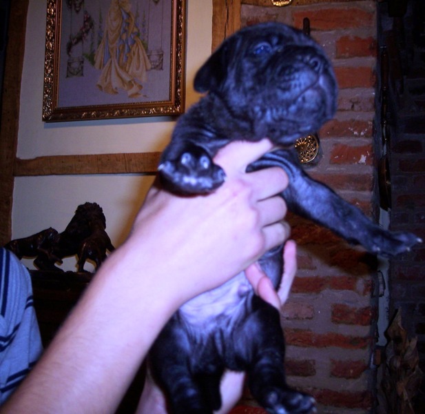 Rayvonley Figaro Black male from Hartu and Circe pups 02 07 2008 069