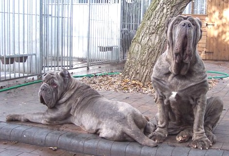 Circe & Luna