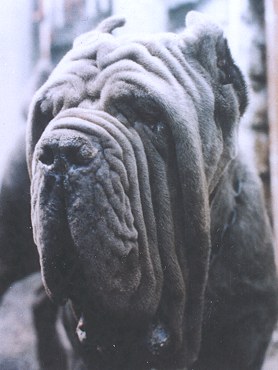 moseumbertomiranda