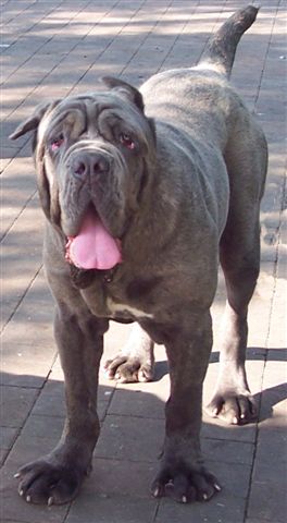 Copy of dogs 04 07 2006.a 001