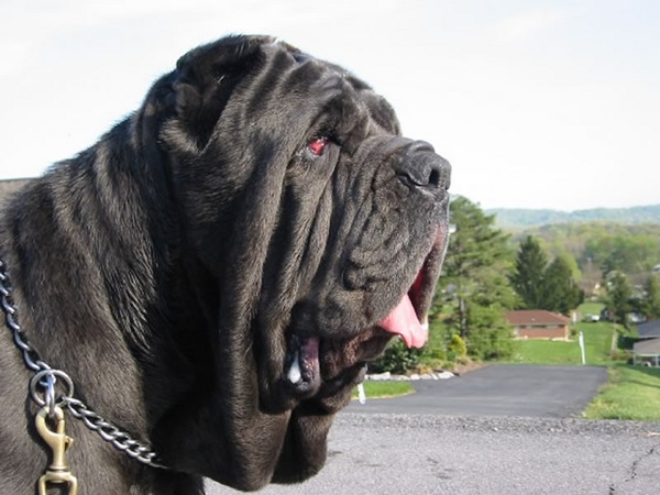 normal_chimeradelcastellaccio_head