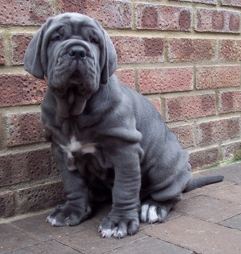 pups LUNA X VELENO 06 06 2007 011